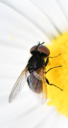 Phasia barbifrons